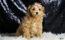 Maltipoo dogs for sale: Felicia - Image 5