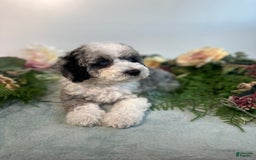 Mini Bernedoodle dogs for sale: Pearl - Image 2