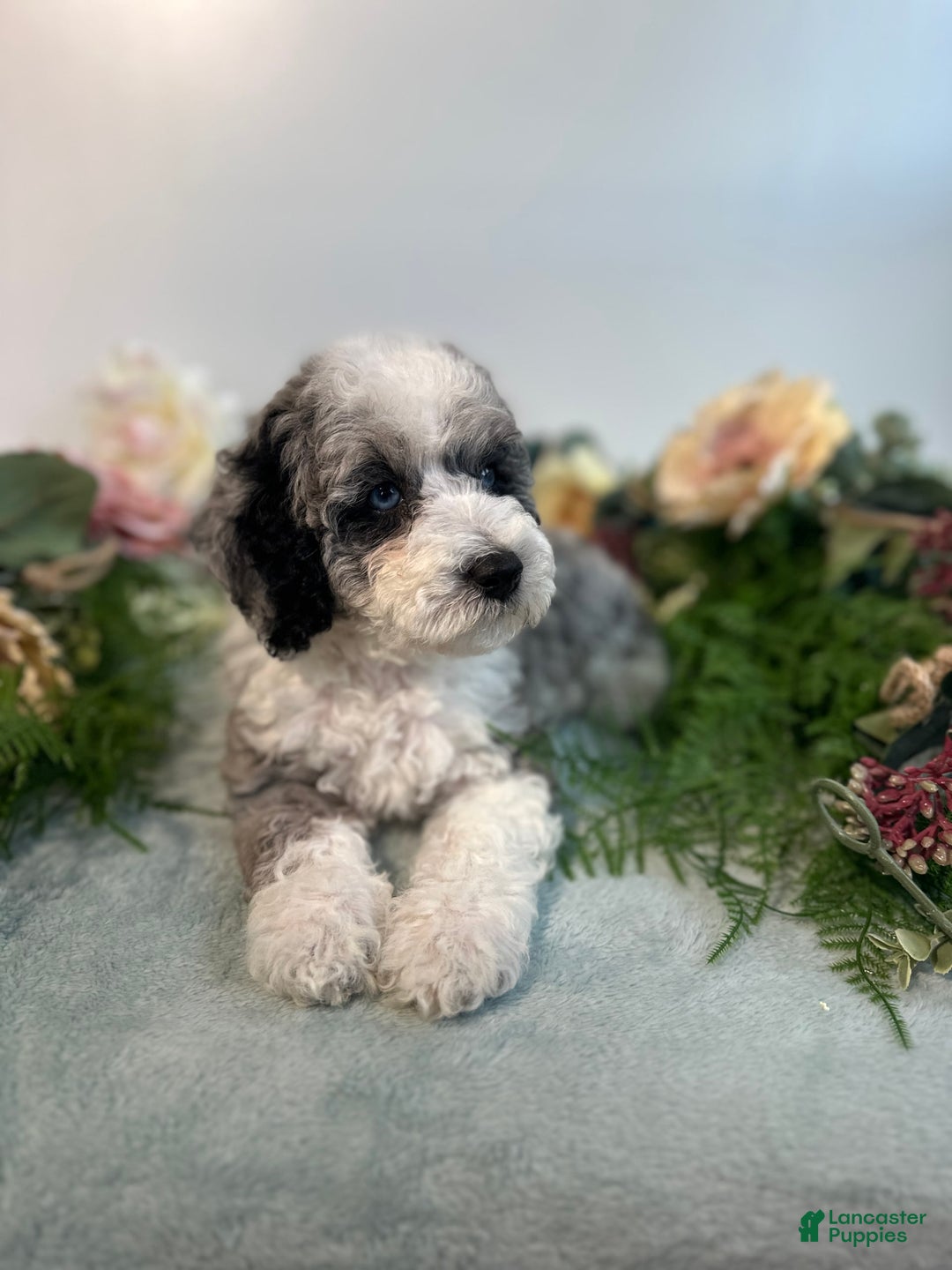 Mini Bernedoodle dogs for sale: Pearl - Image 2