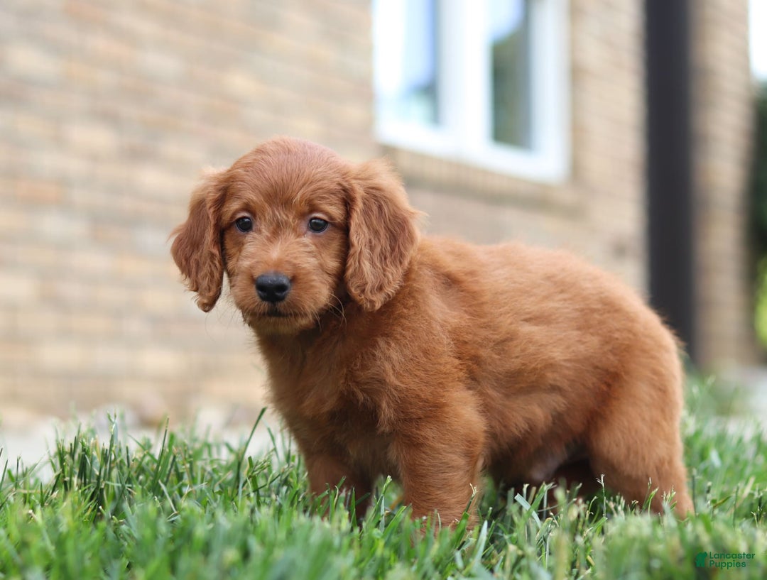 Mini Goldendoodle dogs for sale: Farley - Image 3