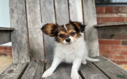 Papillon dogs for sale: Katies sable - Image 2
