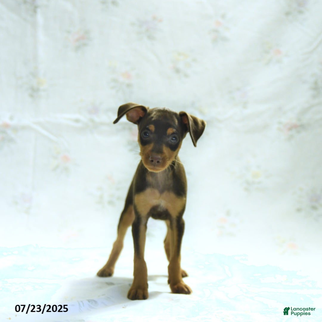 Miniature Pinscher dogs for sale: Isabelle - Image 3