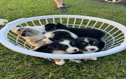 Miniature Australian Shepherd dogs for sale: Yellow - Image 1