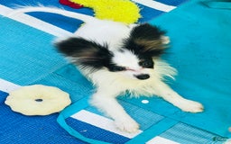 Papillon dogs for sale: CH. Olimpia X Wilder - Image 3