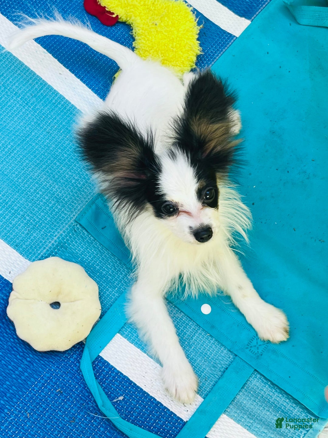 Papillon dogs for sale: CH. Olimpia X Wilder - Image 3