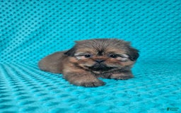Shih Tzu dogs for sale: Cooper - Image 6