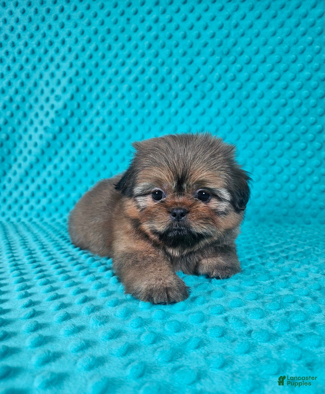 Shih Tzu dogs for sale: Cooper - Image 6