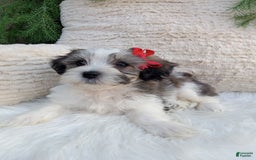 Teddy Bear dogs for sale: Leo - Image 2