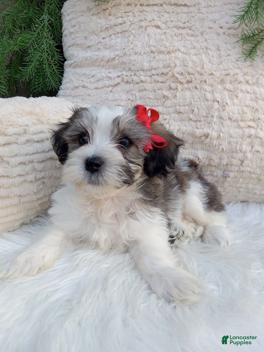 Teddy Bear dogs for sale: Leo - Image 2