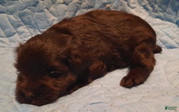 Miniature Schnauzer dogs for sale: Boy1 - Image 15
