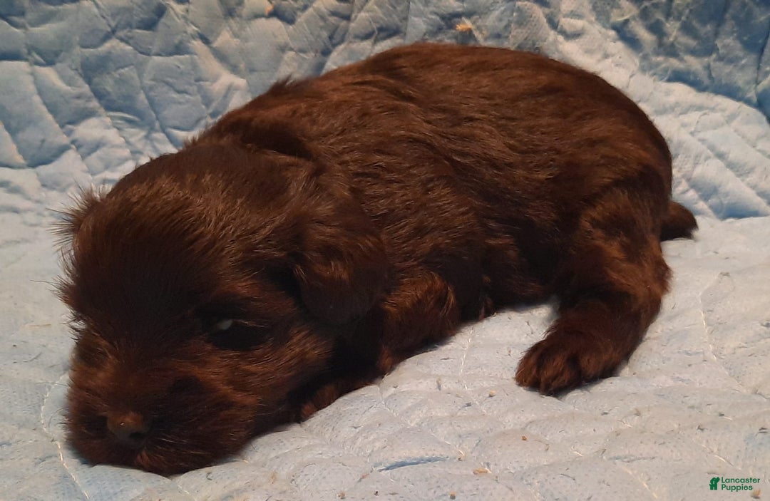Miniature Schnauzer dogs for sale: Boy1 - Image 15