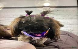 Shih Tzu dogs for sale: Lexi - Image 5