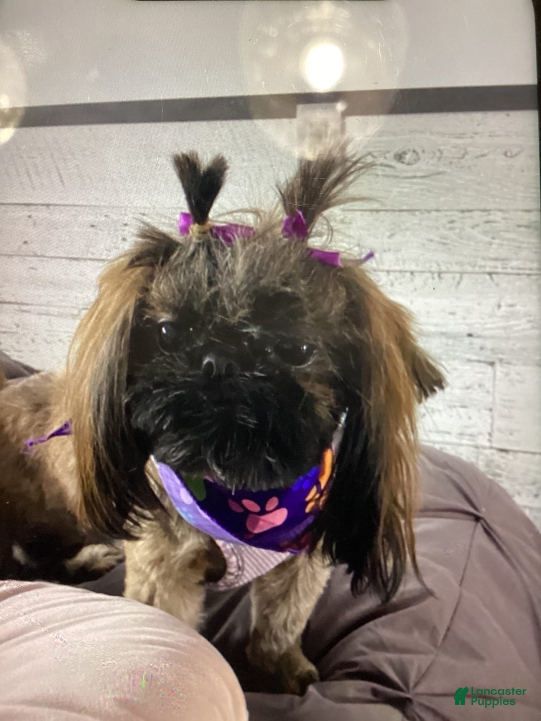 Shih Tzu dogs for sale: Lexi - Image 5