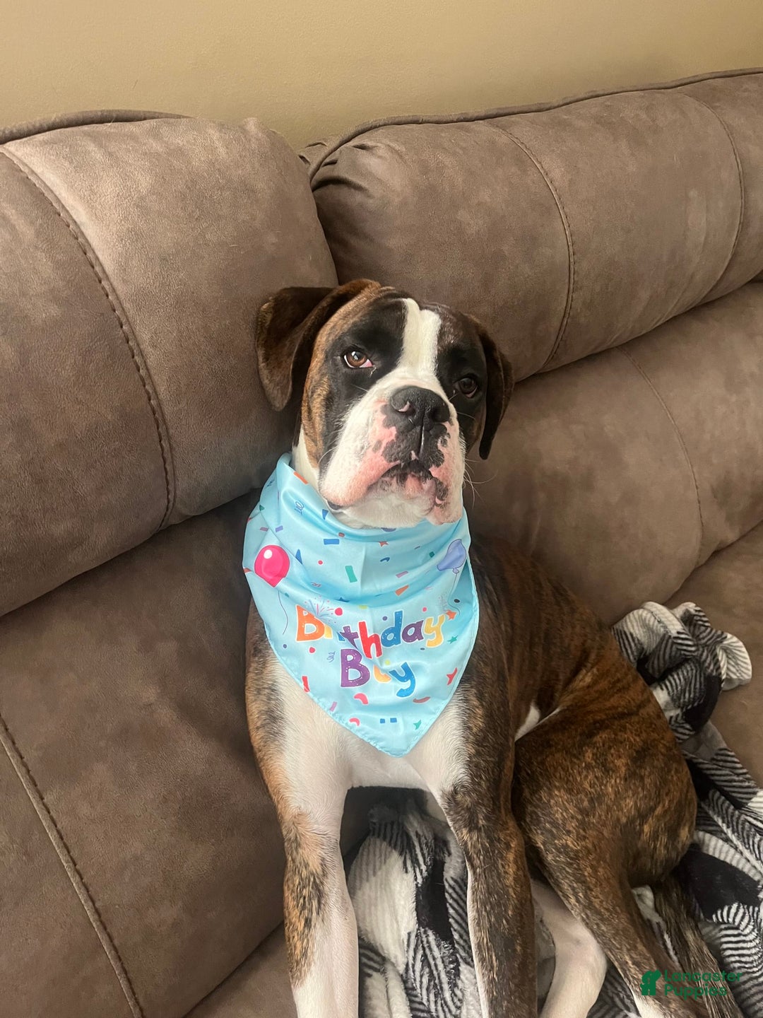 Boxer dogs for sale: Bellas Puppies - Image 6