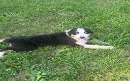 Australian Shepherd dogs for sale: Diva - Image 5