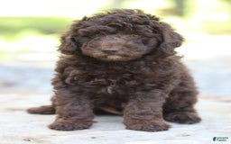 Miniature Poodle dogs for sale: Rocky - Image 2