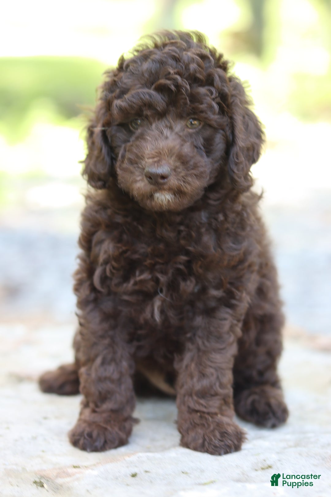 Miniature Poodle dogs for sale: Rocky - Image 2