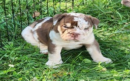 English Bulldog dogs for sale: Rocky - Image 10
