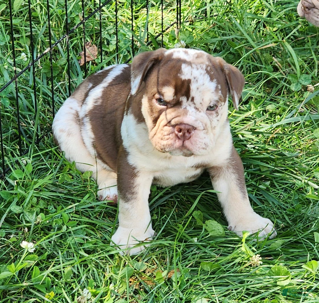 English Bulldog dogs for sale: Rocky - Image 10