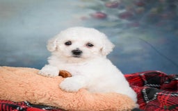 Bichon Frise dogs for sale: Sophia - Image 11