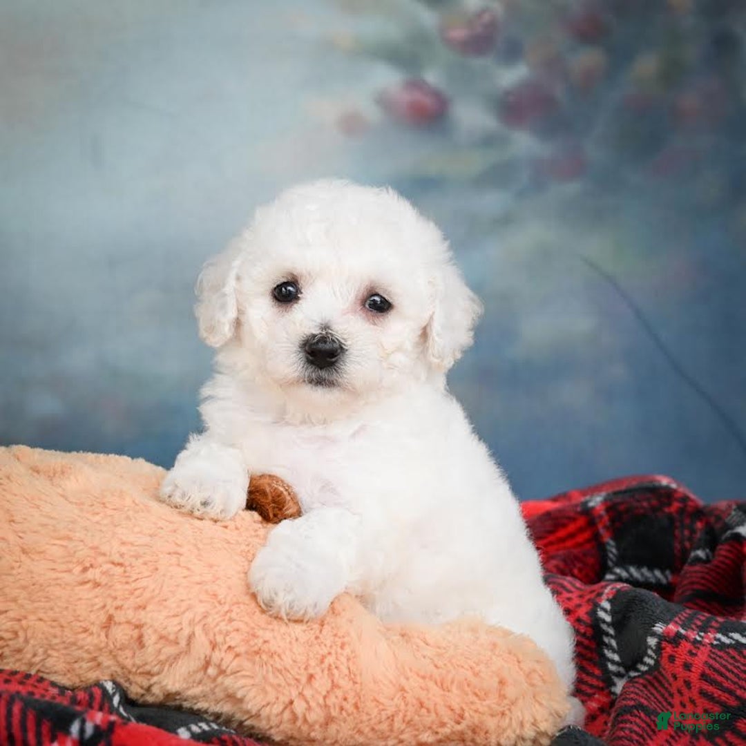 Bichon Frise dogs for sale: Sophia - Image 11