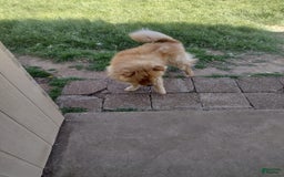 Chow Chow dogs for sale: Zoe - Image 12