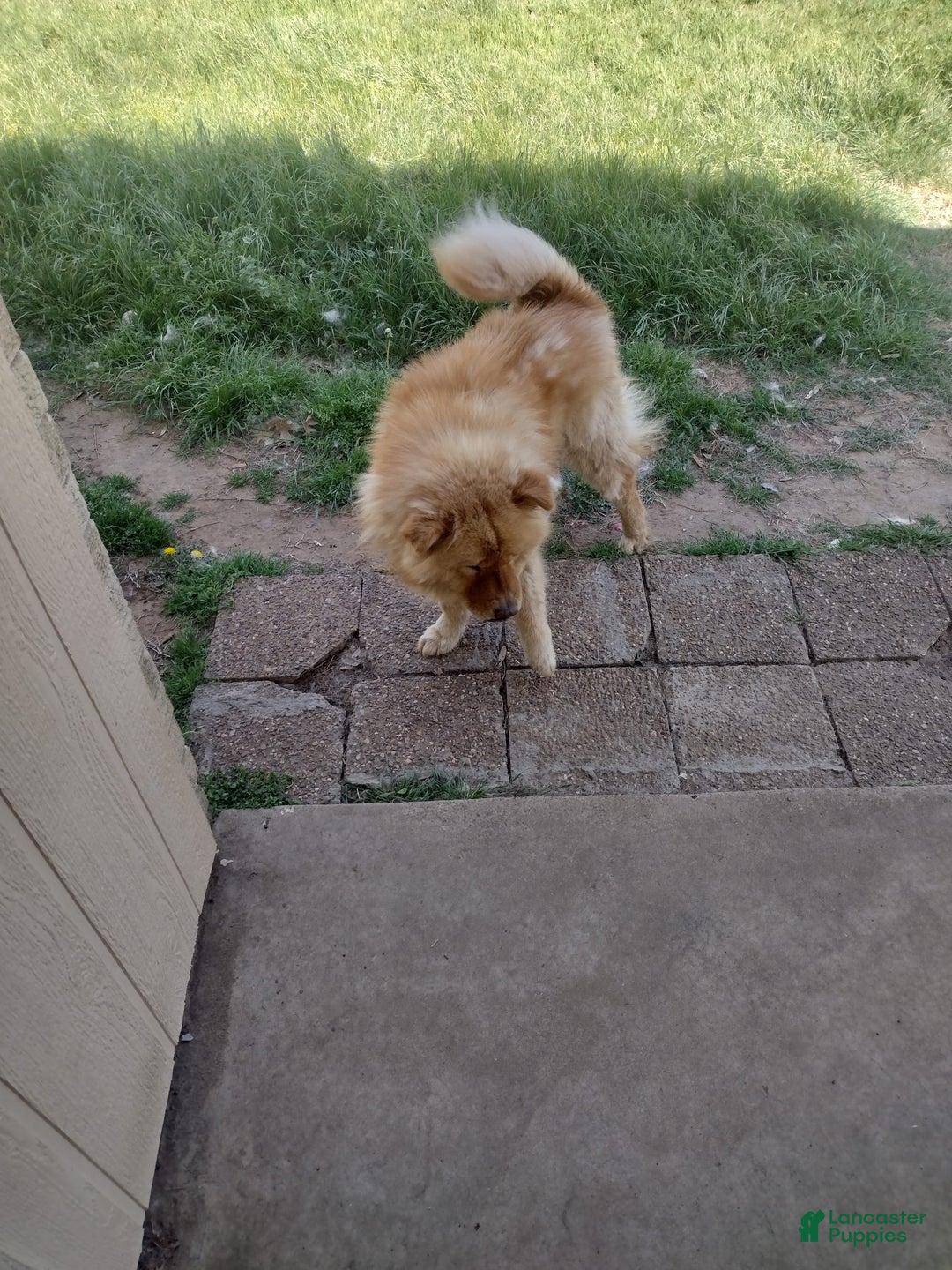 Chow Chow dogs for sale: Zoe - Image 12