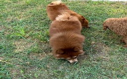 Pomeranian dogs for sale: Winston - Image 2