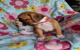 Boxer dogs for sale: Daisy - Image 7