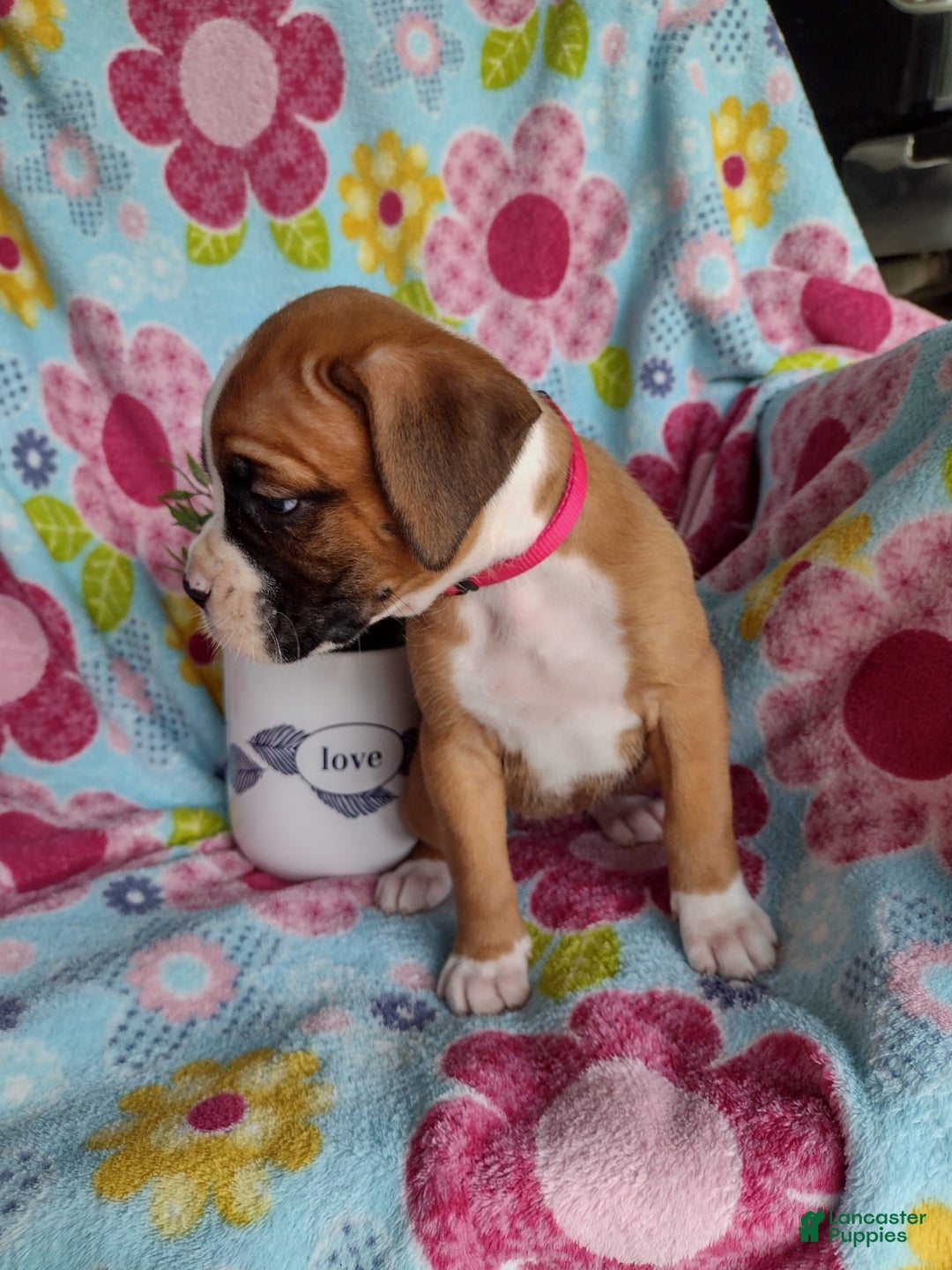 Boxer dogs for sale: Daisy - Image 7
