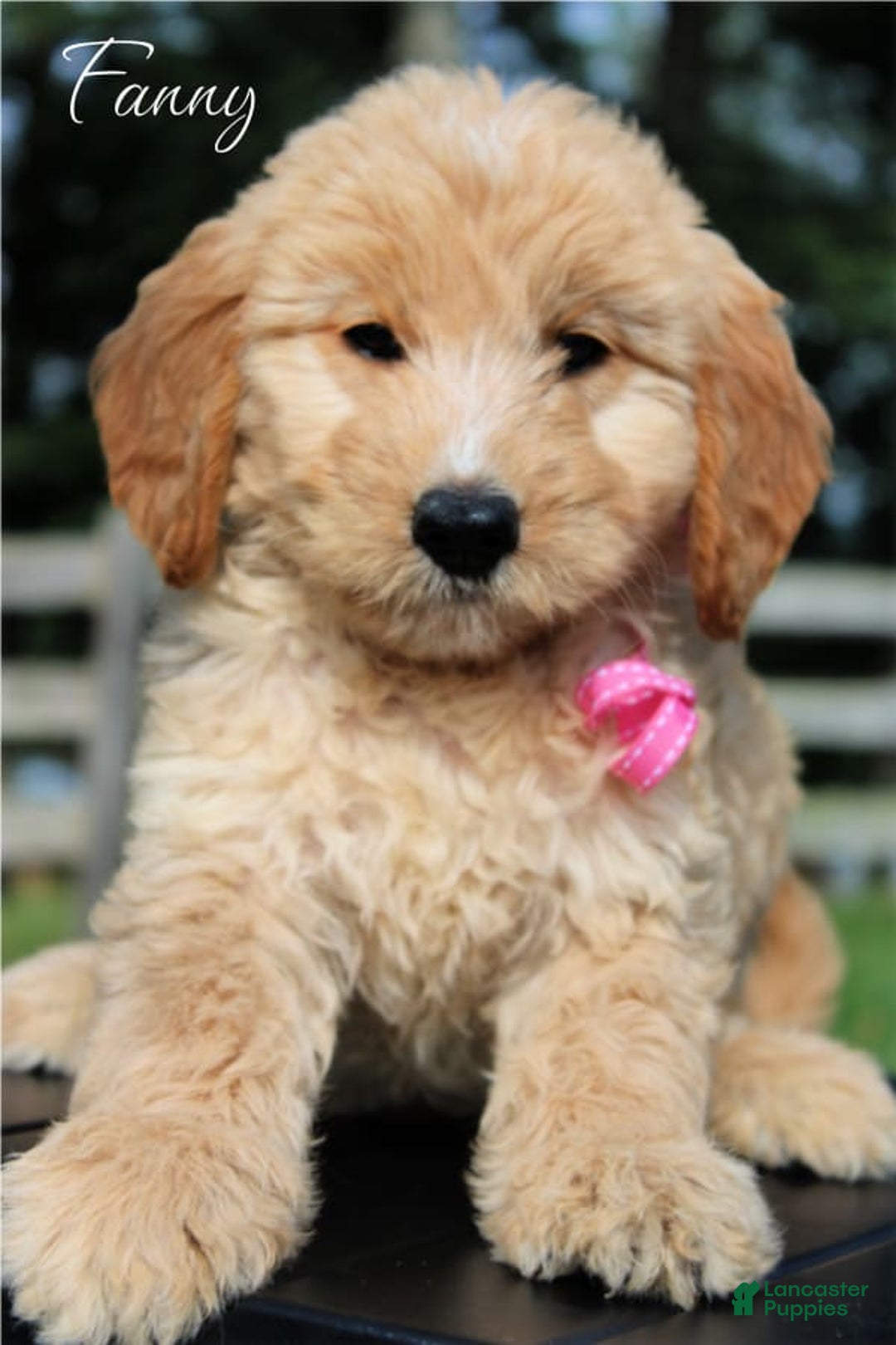 Goldendoodle dogs for sale: Fanny - Image 2