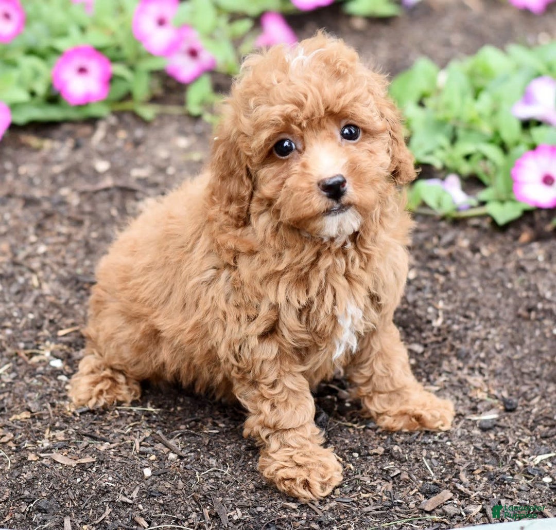 Miniature Poodle dogs for sale: Lucy - Image 7