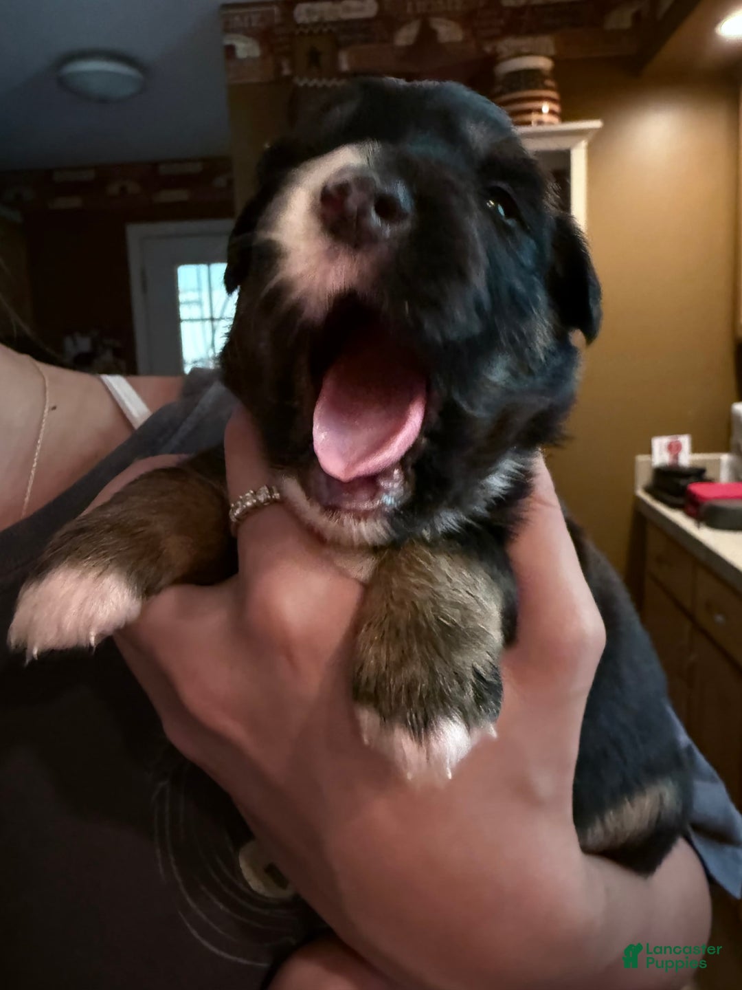 Miniature Australian Shepherd dogs for sale: Daisy - Image 6