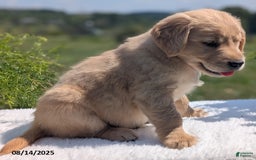 Golden Retriever dogs for sale: Munchkin - Image 4