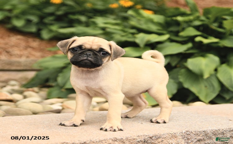 Pug dogs for sale - Ad 3