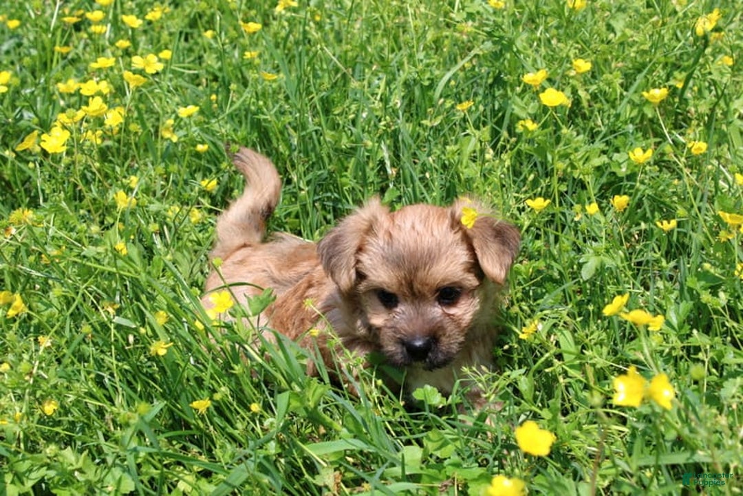 Morkie dogs for sale: Orianna - Image 1