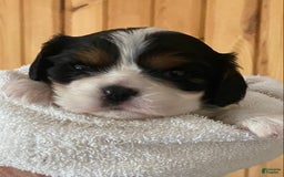 Cavalier King Charles Spaniel dogs for sale: Tri - Image 4