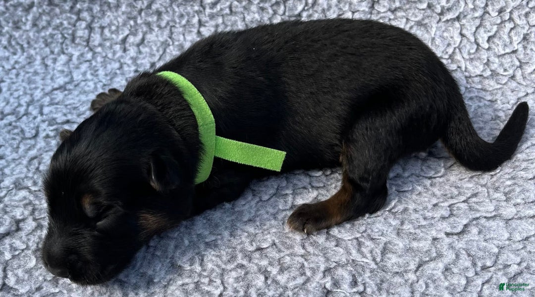 German Shepherd dogs for sale: Boy - Image 24