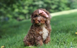 Cockapoo dogs for sale: Lila - Image 4