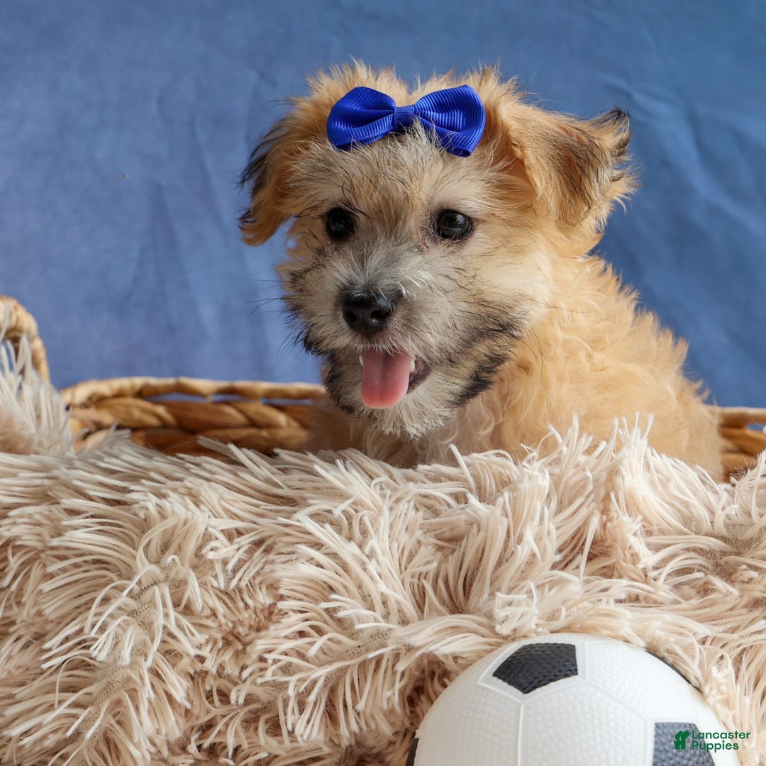 Yochon dogs for sale: Tobias - Image 19