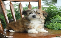 Havanese dogs for sale: Brenton - Image 5