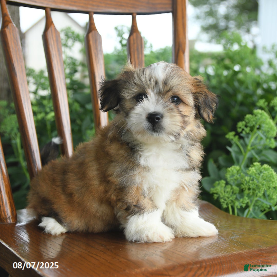 Havanese dogs for sale: Brenton - Image 5