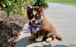 Pomsky dogs for sale: Sugar - Image 4
