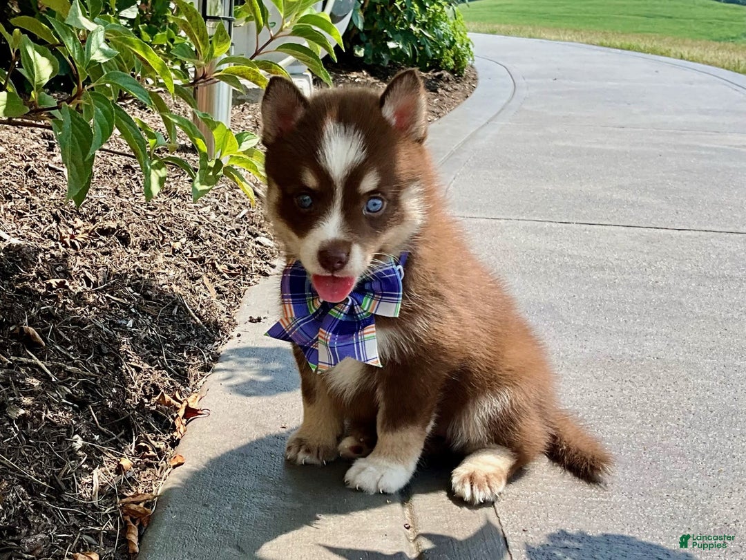 Pomsky dogs for sale: Sugar - Image 4