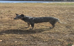 Australian Cattle Dog dogs for sale: Clover - Image 5