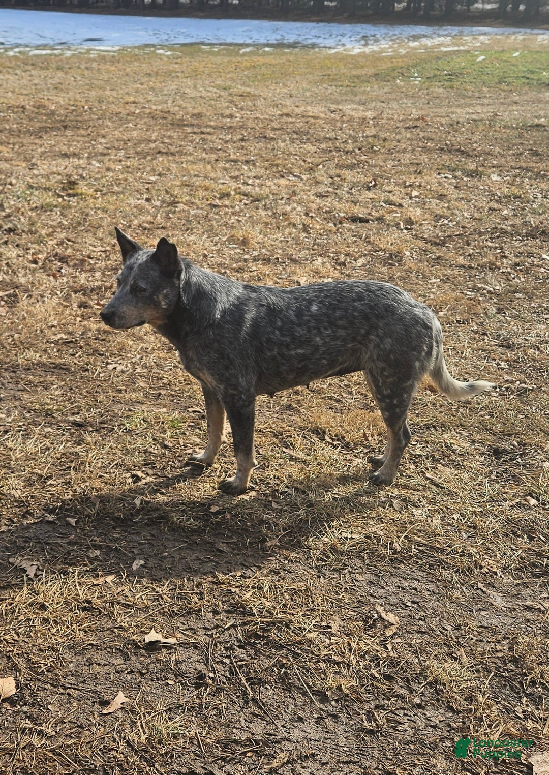 Australian Cattle Dog dogs for sale: Clover - Image 5