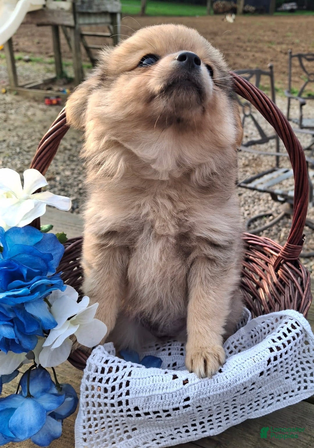 Pomchi dogs for sale: Junebug - Image 1
