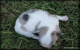 Chihuahua dogs for sale: Longhair Cortez - Image 1