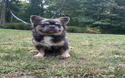 French Bulldog dogs for sale: Bentley - Image 3