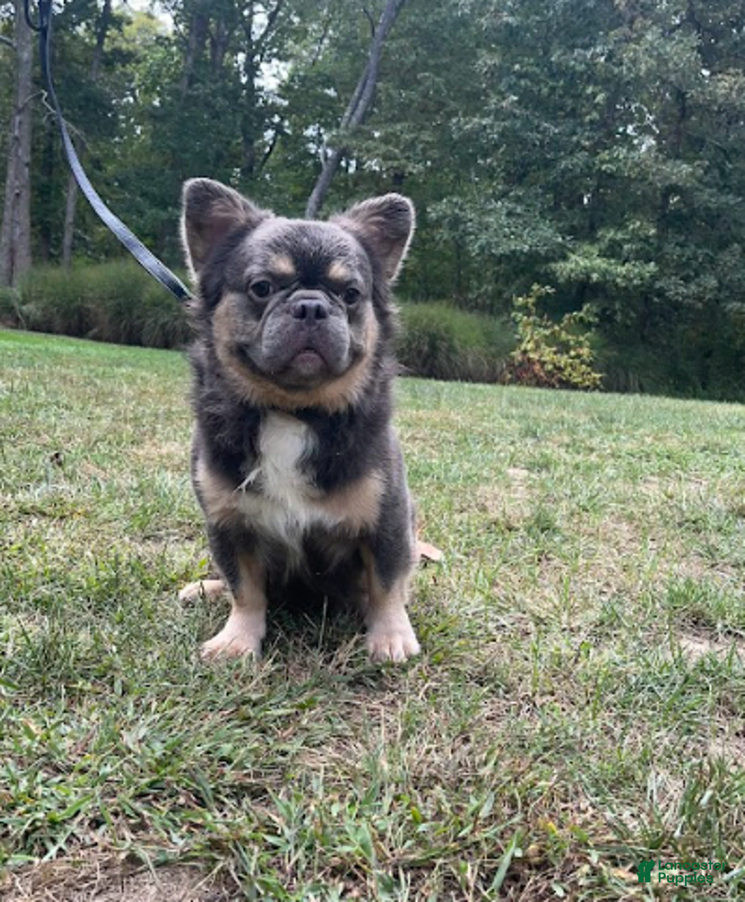 French Bulldog dogs for sale: Bentley - Image 3